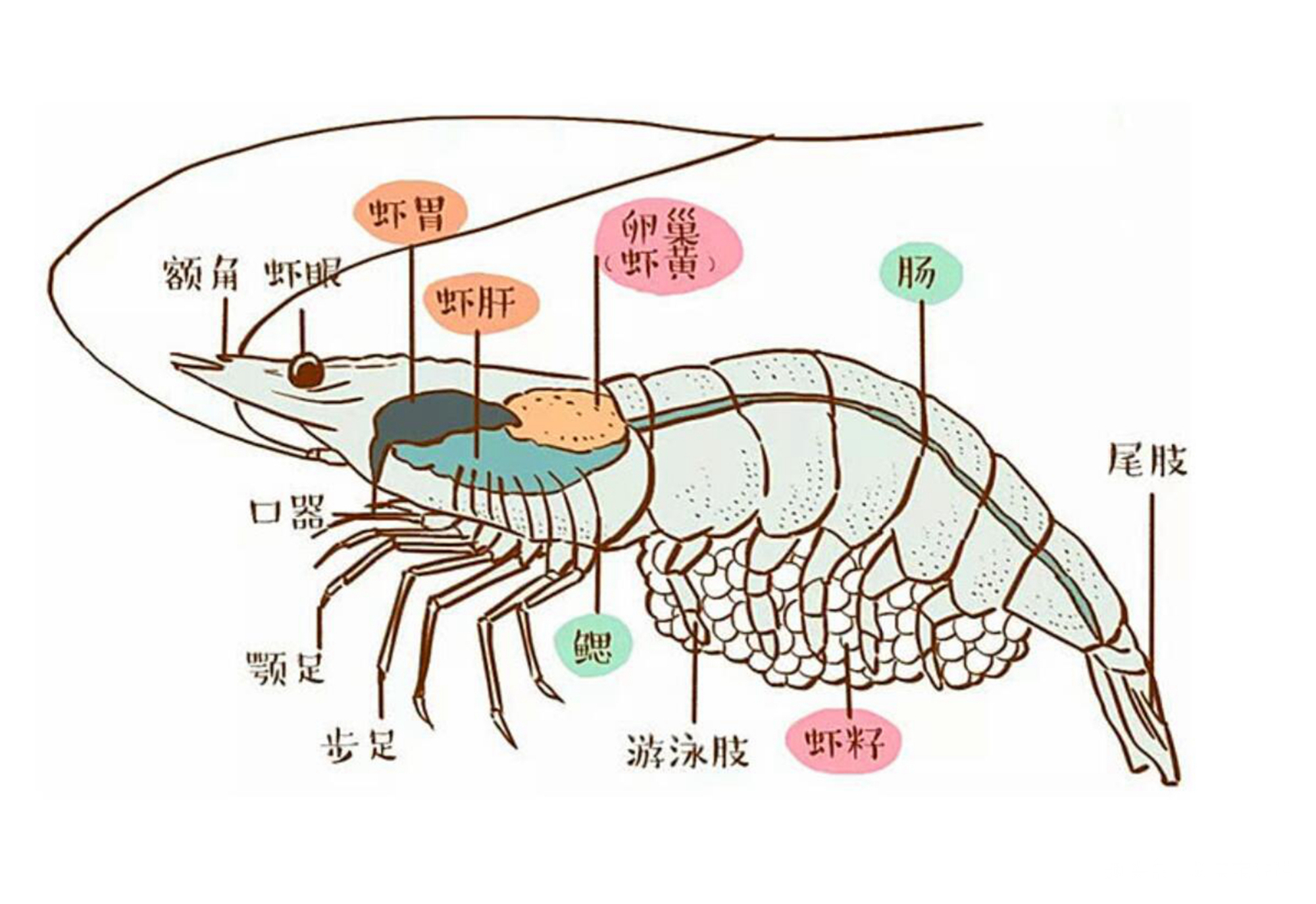 虾头里是精华还是“屎”，能不能吃听完老厨子的讲解，涨知识了