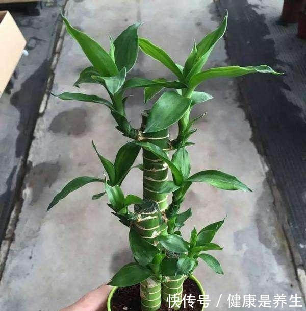 有“2种花”适合摆家中，不仅观赏性好，还是空气的“指示标”呢！