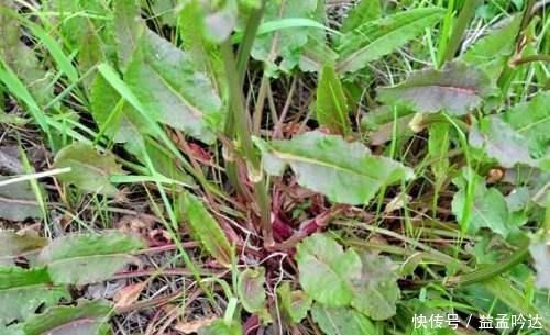药用价值|曾是农田一害草,让农民痛恨,如今成高级野菜,爽口酸溜