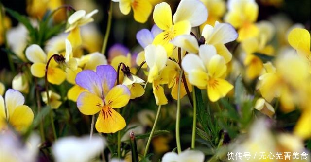 这4种花，漂亮好养、耐寒花期长，能做美食能入药，营养健康