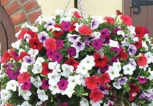 阳台再小,也要养4种花,一年开花230天,轻松开成小花园