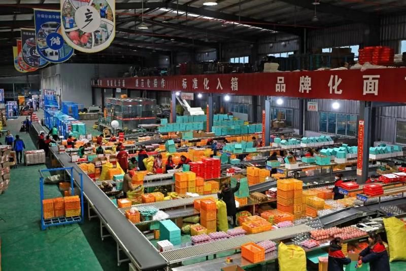 苹果季|拼多多双11: 联合六大产地开启“疯狂苹果季”，产地直发助果农富起来