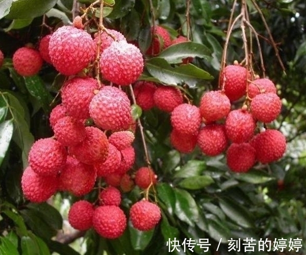 孩子|几种常见的水果,孩子再馋父母也别给他吃 ,会影响生长发育!