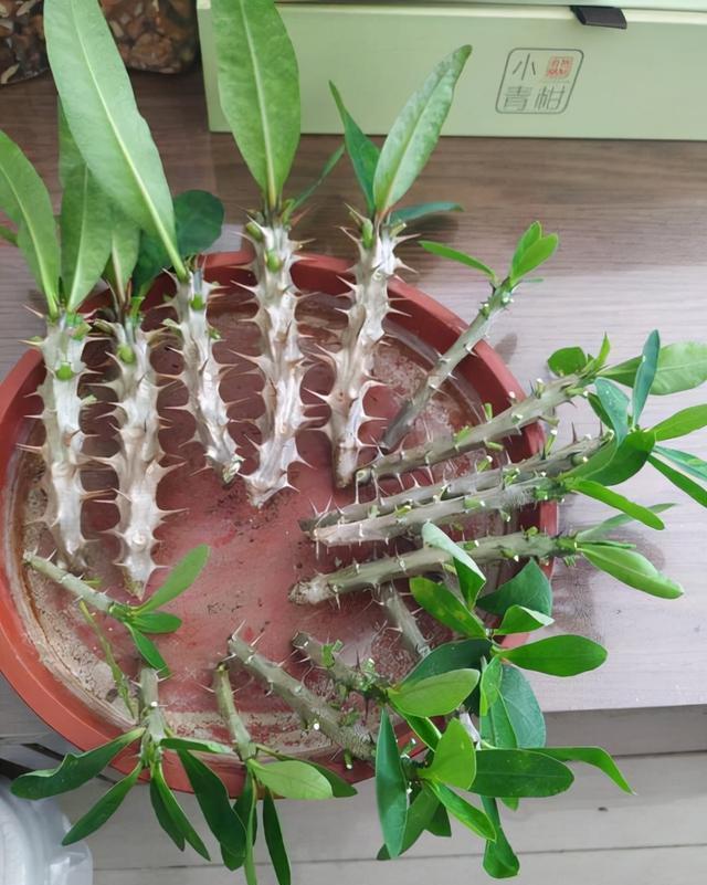 9种漂亮花,现在扦插“正当时”,喜欢别错过