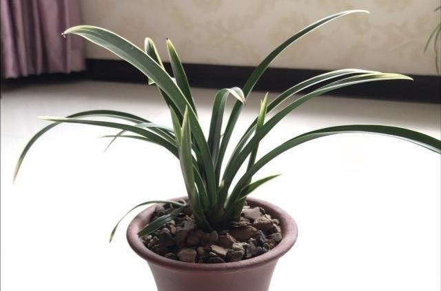 它是生根土,用来养兰花,五年不烂根!