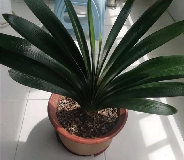 家中“光照不足”,就养5种花,一盆比一盆茂盛漂亮,花美叶也美