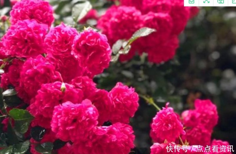 “4种花”埋土里就活，不用管也能花开不断，好养易活开成花海！