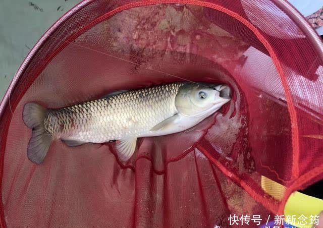 玉米|用了十年的窝料配方!老钓友无私分享,看一眼就能学会