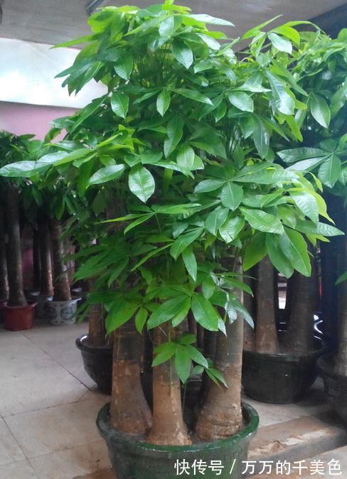 容易因多浇水而死的“10种花”，想要养好，管住手，少浇水