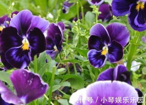 新手养花,不如养盆花中精品“哈洛卡尔”,似古典美女,清雅高尚