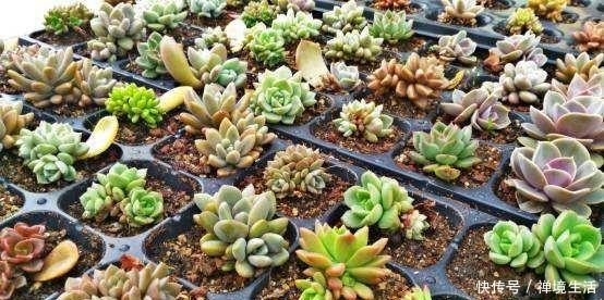 春季叶插多肉植物,能不能淋雨!