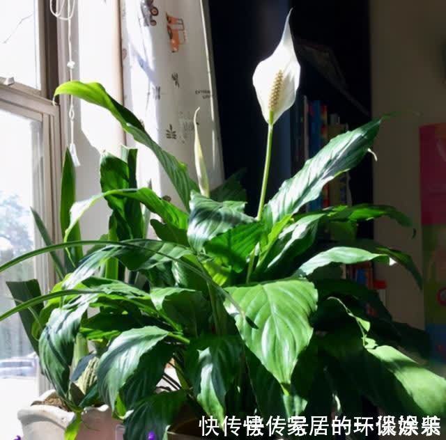 浇灌|养花“4种水”,胜过千种肥,不用花钱买肥料,在家自己就能制作