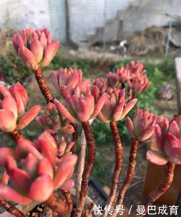 5种多肉“小老桩”，随便晒晒就上色，美的不可方物！