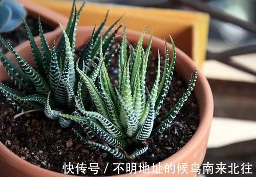 60种多肉图鉴及养护要点，1分钟学会，超全超实用！
