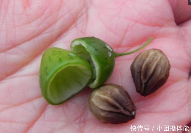 路边这种“野草”,果实似盒子,小时当玩具,不知是珍贵药草!