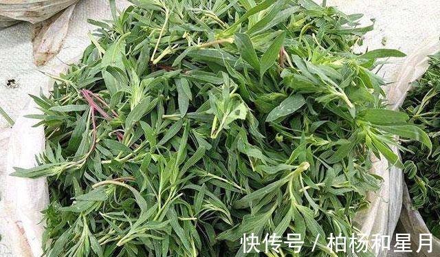 野菜|此野菜是痛风的“死对头”，越吃眼睛越明亮，老少皆宜，营养美味！