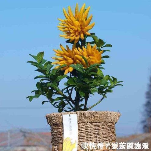 牡丹花|这种花在农村到处都是,却是有钱人最爱养的盆栽,不仅招财还养人