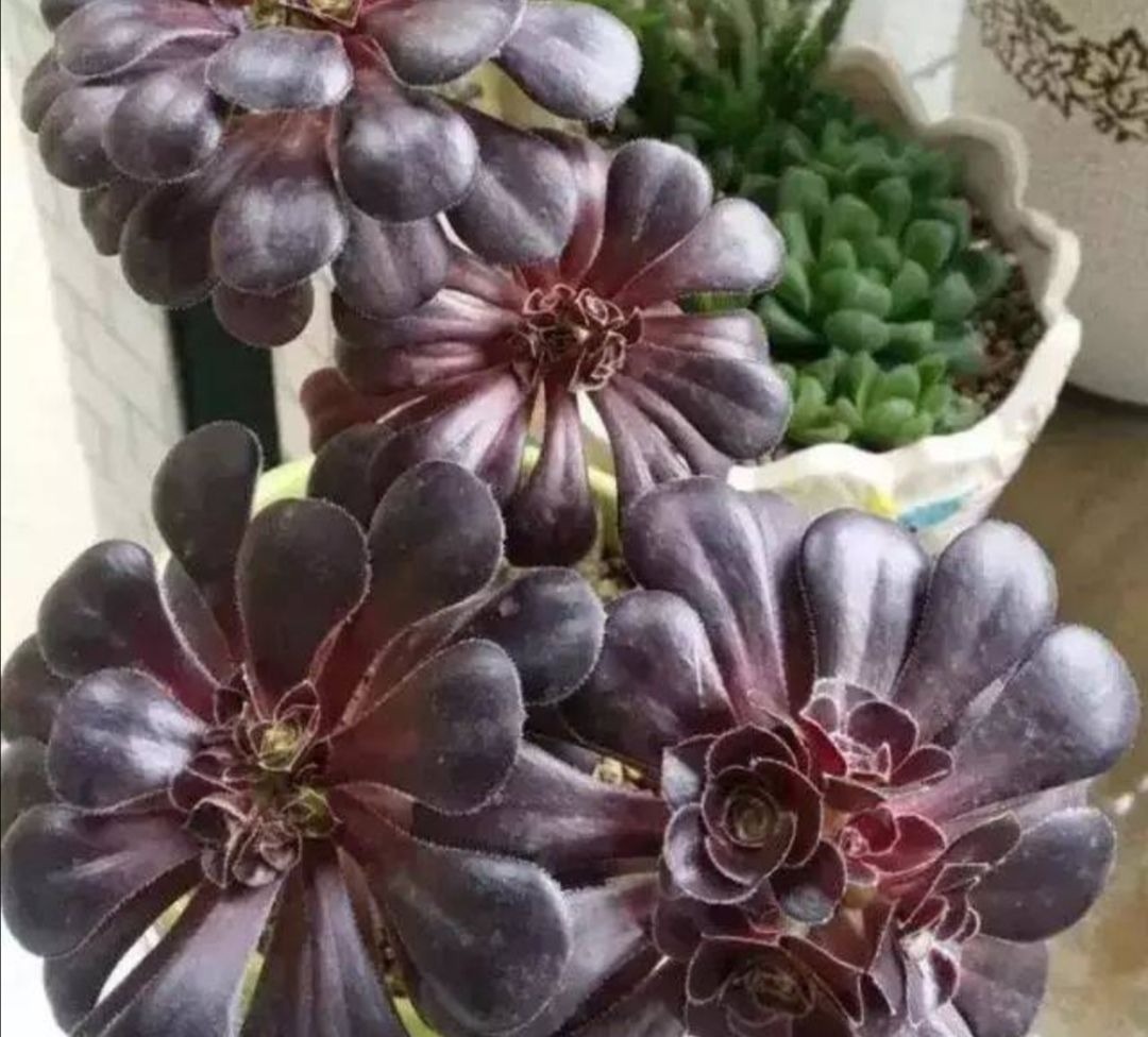 养多肉黑法师，在枝头部位切一刀，爆出更多大“花头”