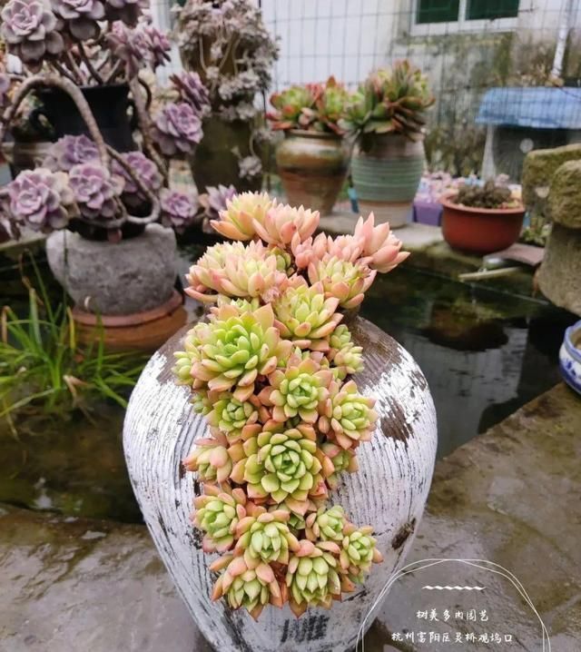 我型我秀|腌咸菜的坛子钻个孔，养花变成巨无霸，特美