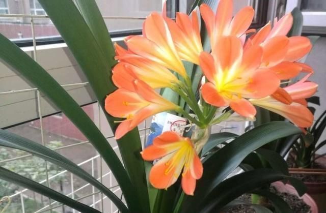 补肥|这种“大补肥”,君子兰最爱吃了,半个月用1次,新芽抽不停