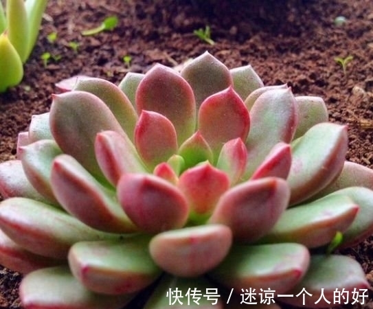 颜值超高的红宝石多肉,生长快易爆盆,更容易逆袭,花瓣重重叠叠