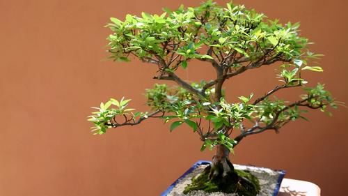 养好黄杨下山桩，重点是做好假植促根阶段的工作，才能提高成活率