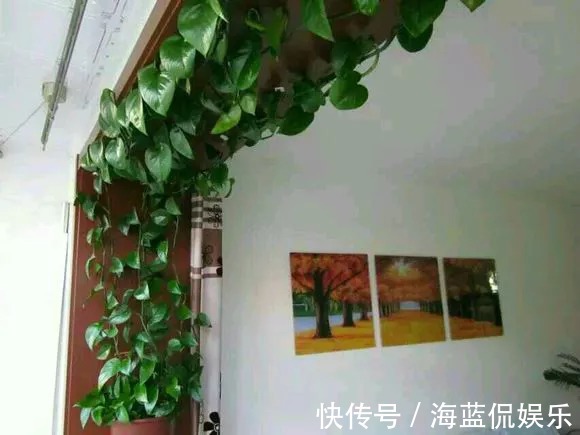 多肉|这些被公认好养的花,是认真的吗问题咋这么多!