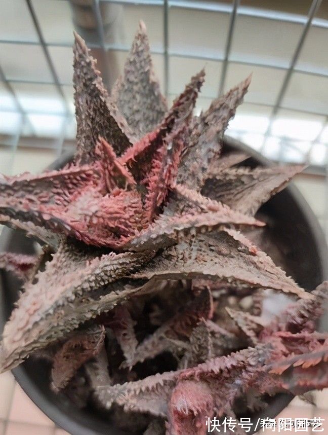 养护|好养的3大类多肉，很适合室内养护，没有强光照，也能养好