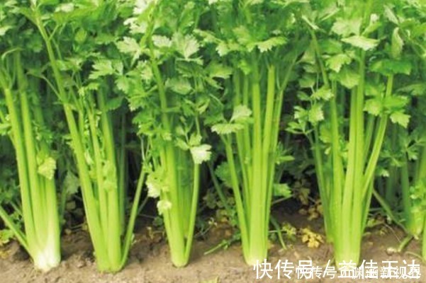 胡萝卜|家人眼睛好不好，关键多吃一种“护眼菜”，坚持7天，清肝明目