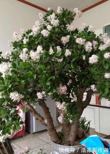 玉树|3种“老花树”,能活一百年,冬天不怕冷,开满“吉祥花”