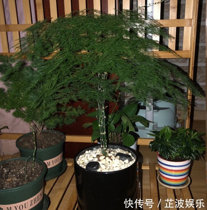 绿萝浇啤酒,文竹来勺糖,1个月嗖嗖长2米!