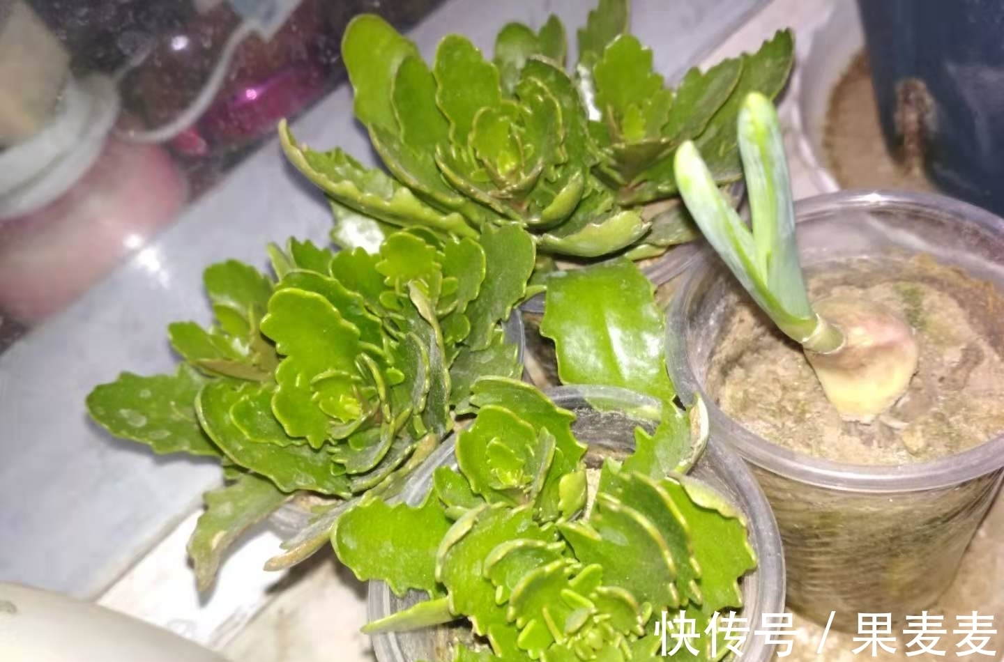 为什么你的长寿花养不活?看我是如何将长寿花养的粗又壮的!