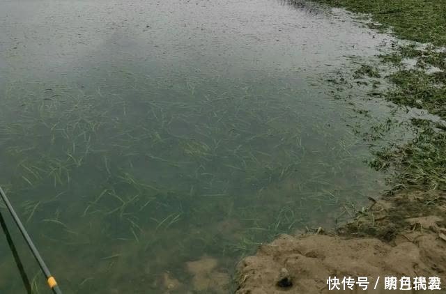 鲢鳙|为什么钓浮总没有收获?多半是你用错了地方,野钓要这样用才对