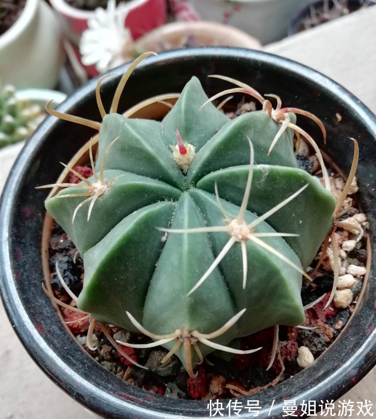 冬季养仙人球的2个技巧,越长越壮,顺利过冬花多色艳