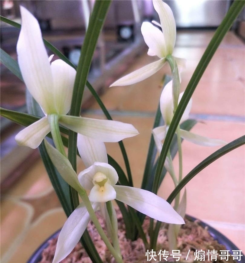 它在兰花界火了30年,温润如玉,品种高贵,随便一开就价值千金