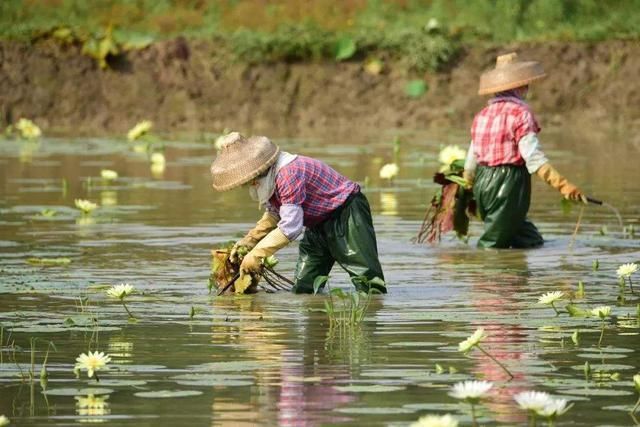 俗语|立夏将至,俗语“立夏见夏”啥意思,立夏夏至有啥不同答案来了