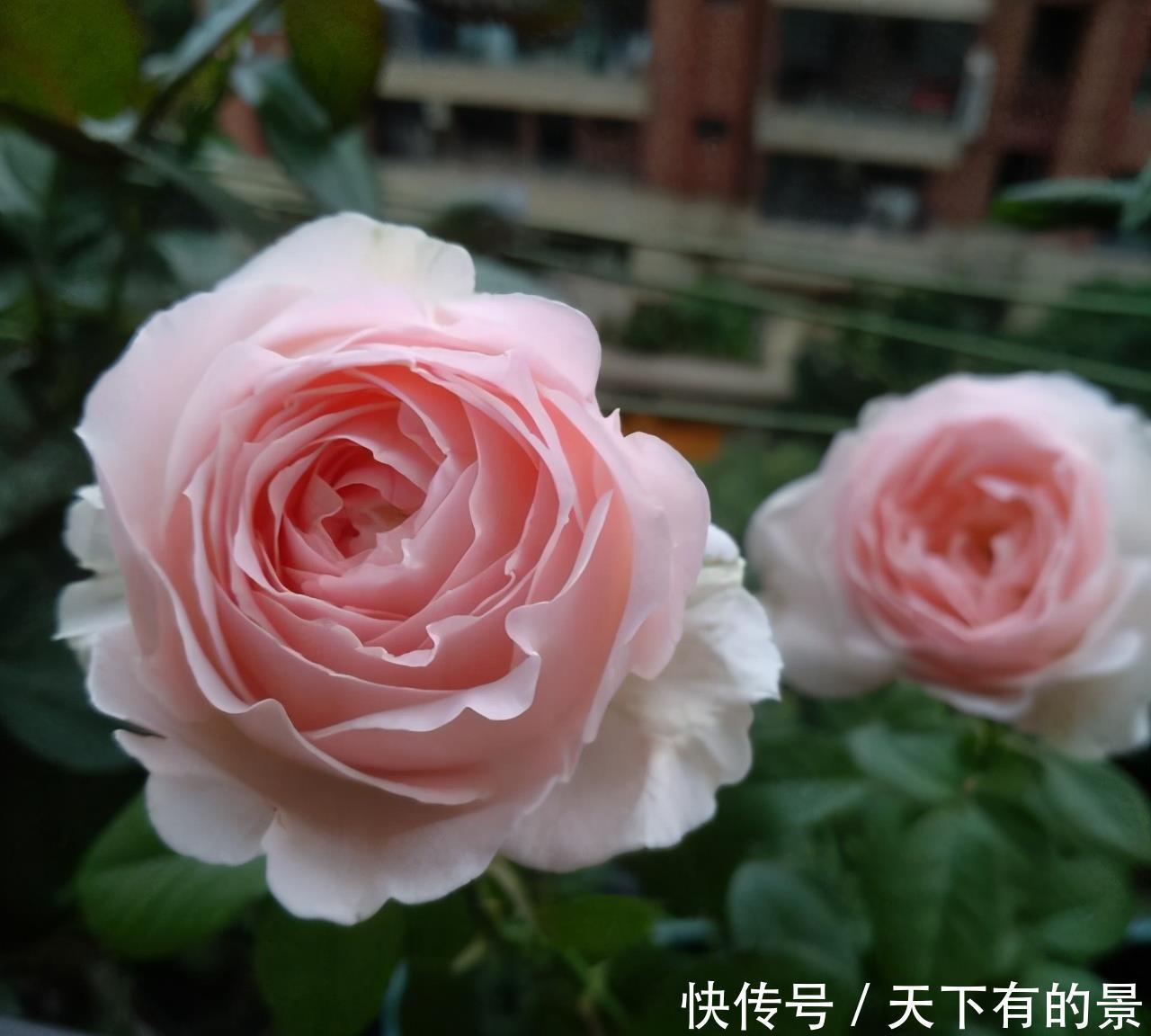 壮笋|养月季别急着开花,先壮笋再养叶,花量成倍增长,一整年都有花赏