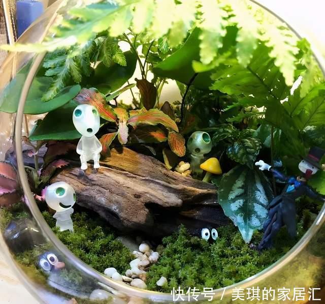 野草|路边野草,种盆里变成值钱盆景,超好养还好看