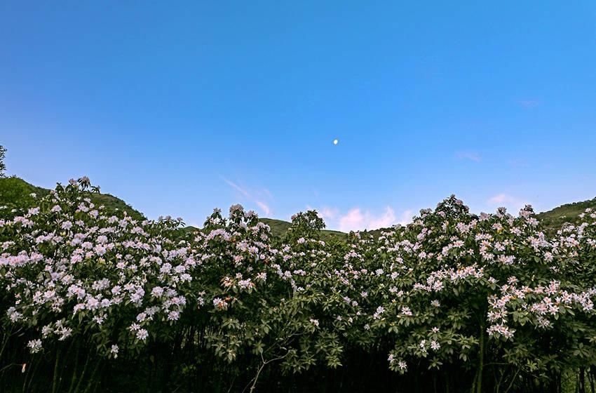 杜鹃|广西横县：杜鹃花开好风光