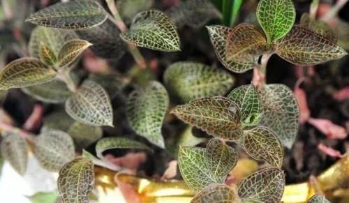 与“人参”齐名的一种植物,是山里上好的野货,一斤就要上百元!