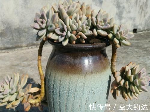 新手|3种“零差评”的多肉植物,新手、老手都喜欢,养成老桩更好看