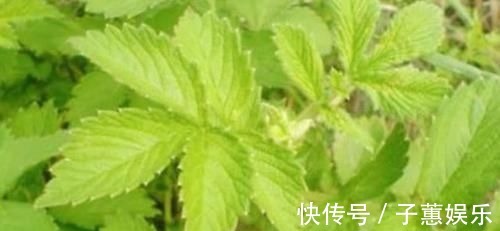 除痔|痔疮最怕这几样食物，每天吃两口，消炎除痔，比“塞药”管用