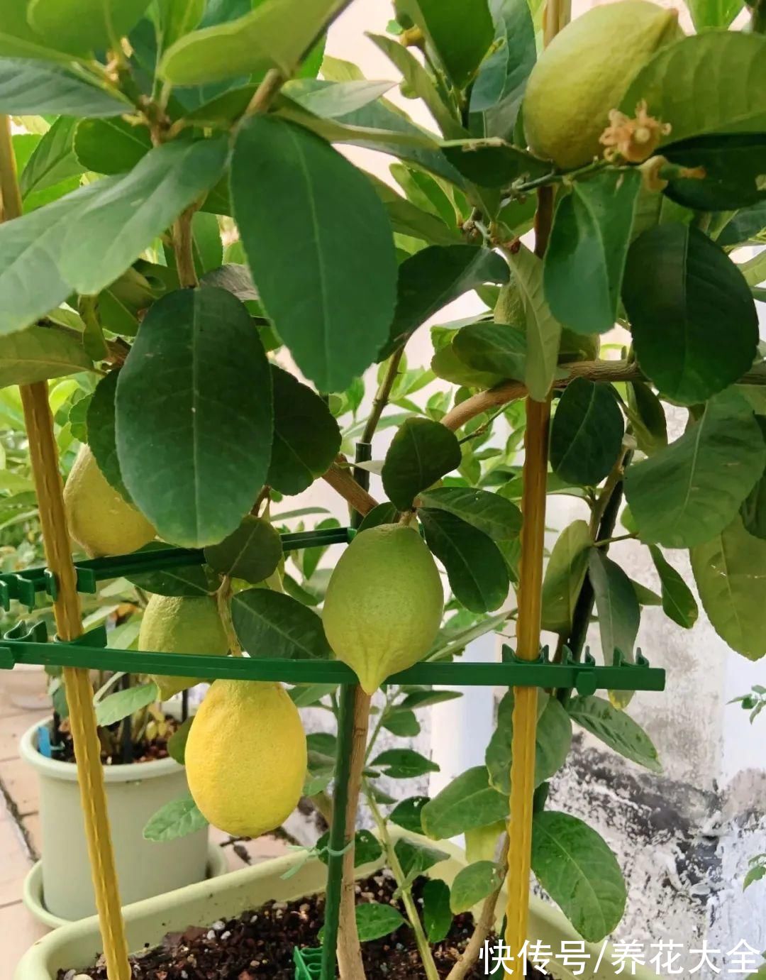 奥绿肥|家里养盆柠檬树,四季都结果,满屋子香味,开花胜过香水