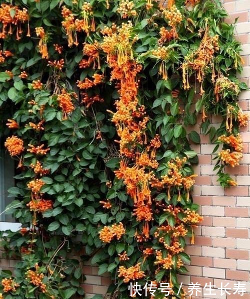 一种花,喜庆好养、易繁殖,开花鲜艳夺目,一次能开1000朵!