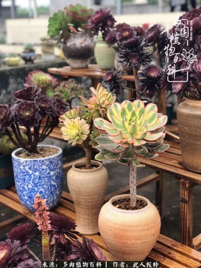 骄阳艳玫瑰，梦幻魔法师！独爱你的百媚千红！