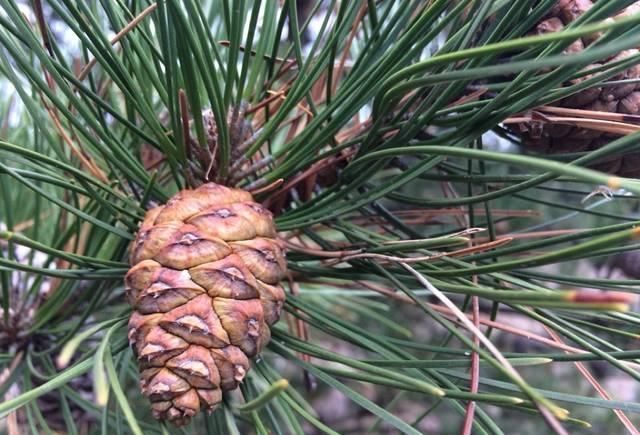 路边随手捡的松果,只需简单2步,让它变成客厅最美风景