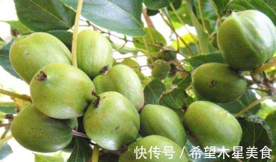 光氨基酸|生长于野外的“它”营养较高,希望你不要错过了,市场潜力不错!