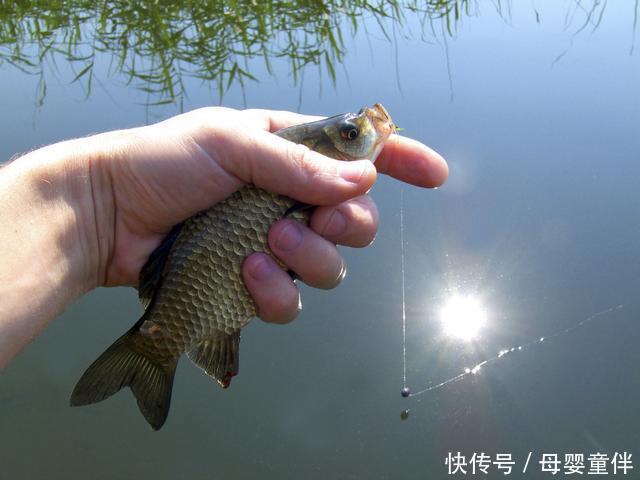又到钓鲫鱼的时节了,及时更换钓组以免错过爆护良机