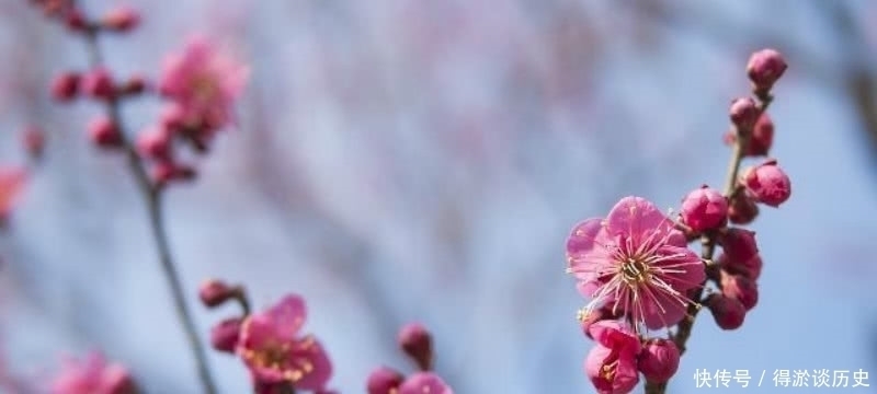 梅花|高僧在大雪纷飞的清晨，见到了雪中的梅花，信手拈来写下一首诗！