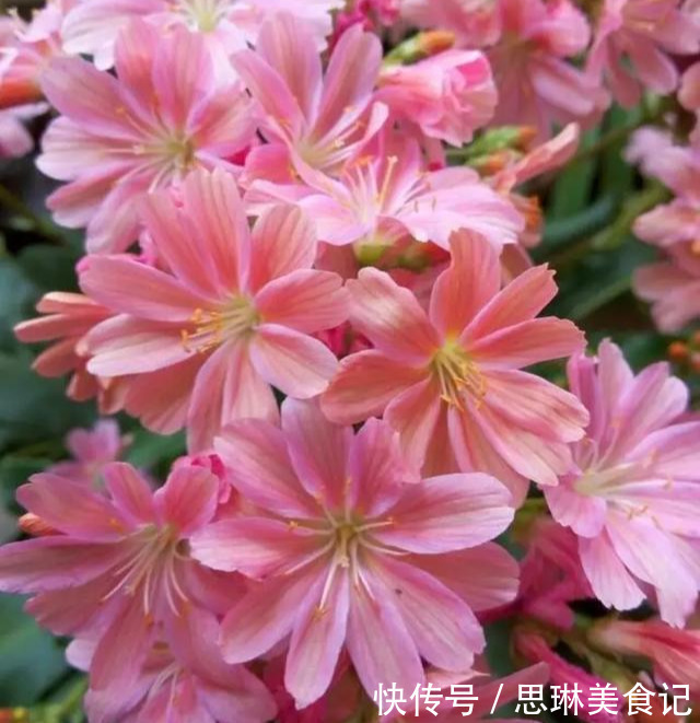 这花像长寿花一样好养,全年不间断的开花,太美了